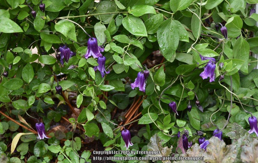 Photo of Clematis 'Roguchi' uploaded by treehugger