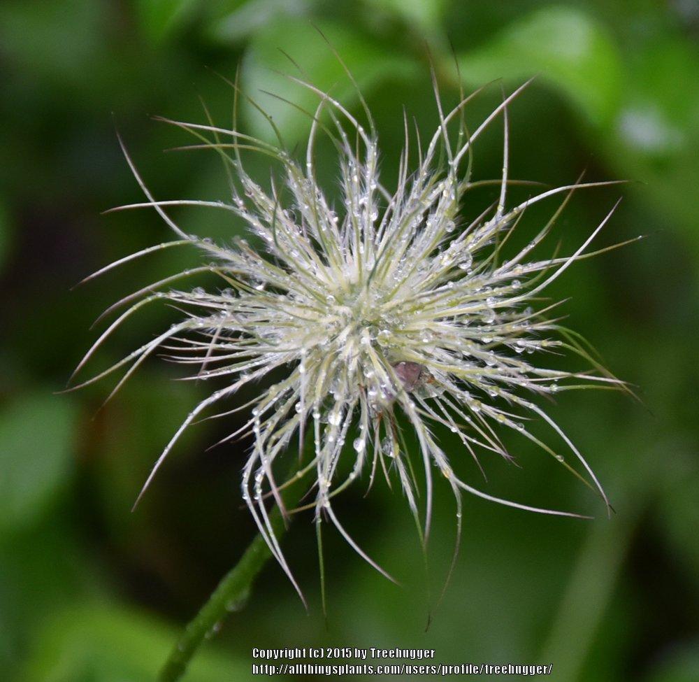 Photo of Pasque Flower (Pulsatilla grandis subsp. grandis) uploaded by treehugger
