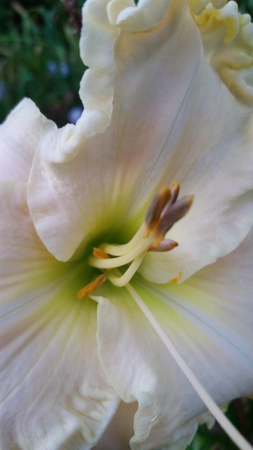 Photo of Daylily (Hemerocallis 'Boundless Beauty') uploaded by value4dollars