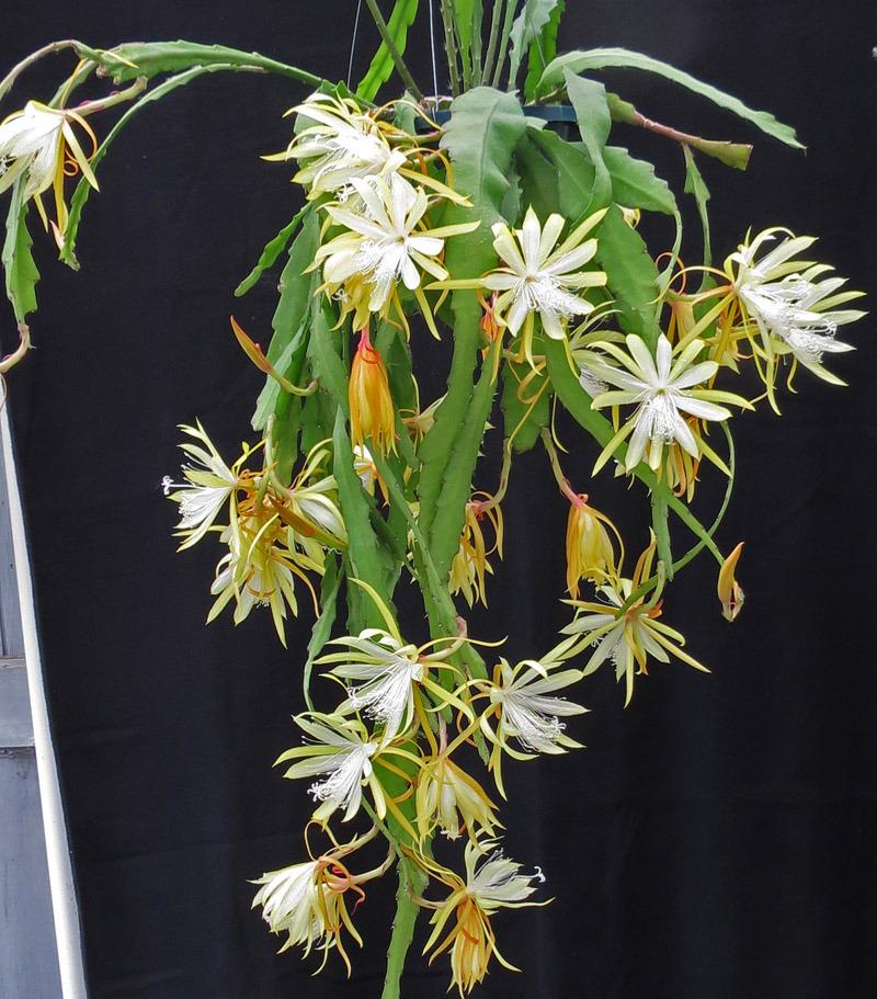 Photo of Hybrid Epiphyllum (Epiphyllum 'Fruhlingsgold') uploaded by AVOCDGIRL
