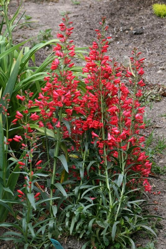 Photo of Penstemon Riding Hood Red uploaded by Calif_Sue