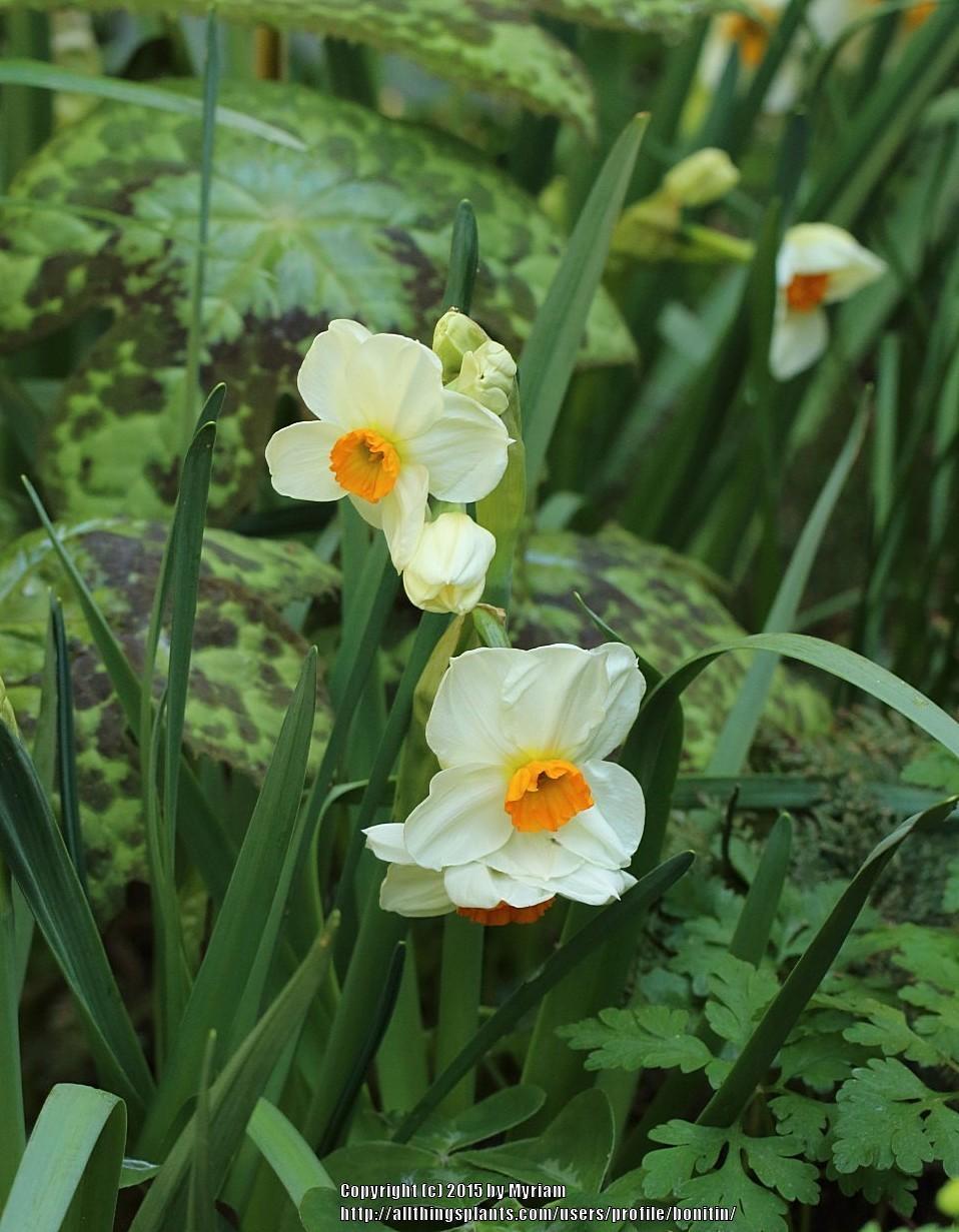 Photo of Daffodil (Narcissus 'Geranium') uploaded by bonitin