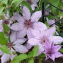 Clematis in Containers