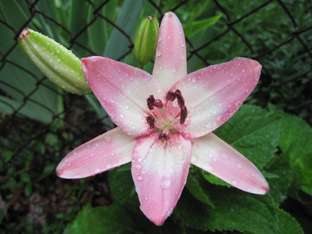 Photo of Lily (Lilium 'Vermeer') uploaded by kylaluaz