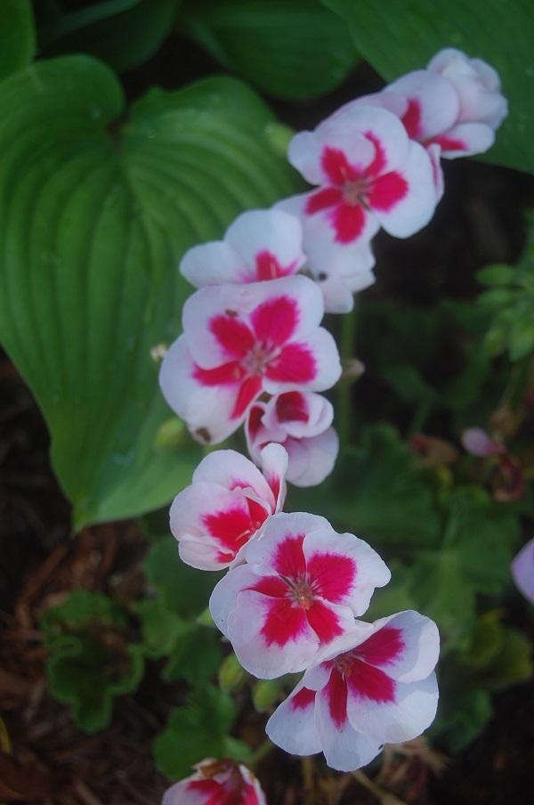 Photo of Zonal Geranium (Pelargonium x hortorum Americana® White Splash '09) uploaded by pixie62560