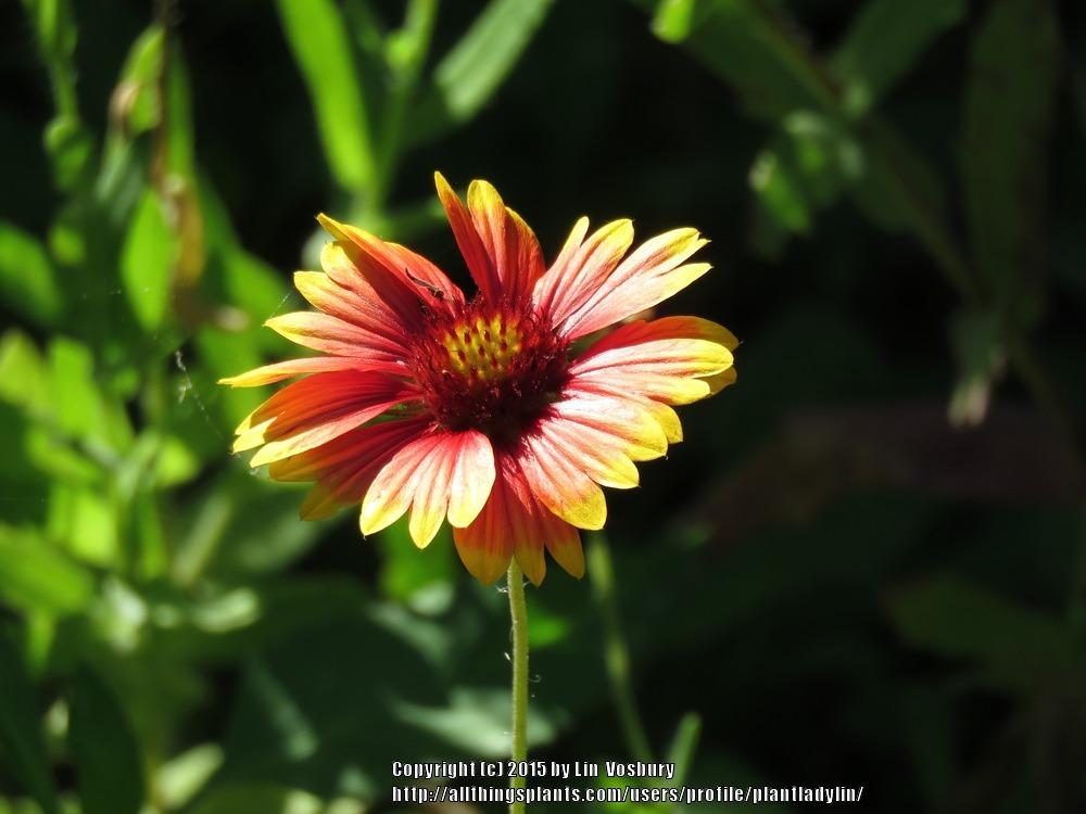 Photo of Blanket Flower (Gaillardia pulchella) uploaded by plantladylin