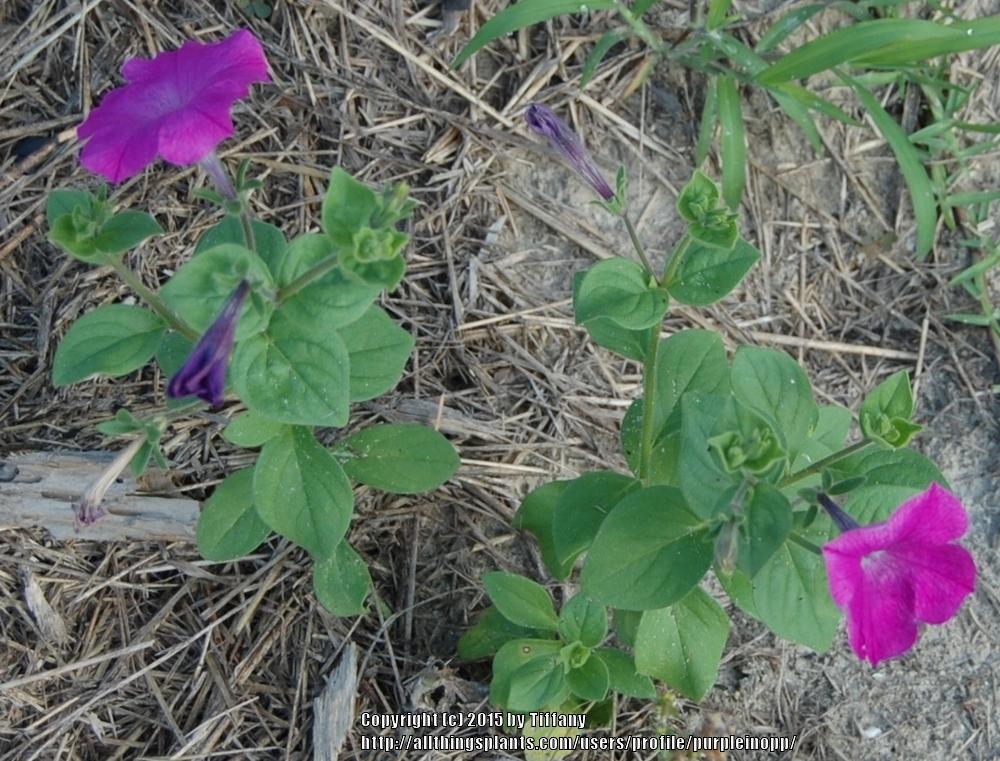 Photo of Violet-flowered Petunia (Petunia integrifolia) uploaded by purpleinopp
