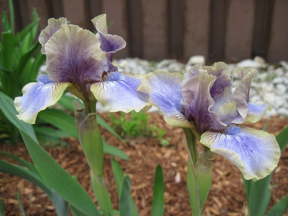 Photo of Standard Dwarf Bearded Iris (Iris 'Celtic Faerie') uploaded by robertduval14