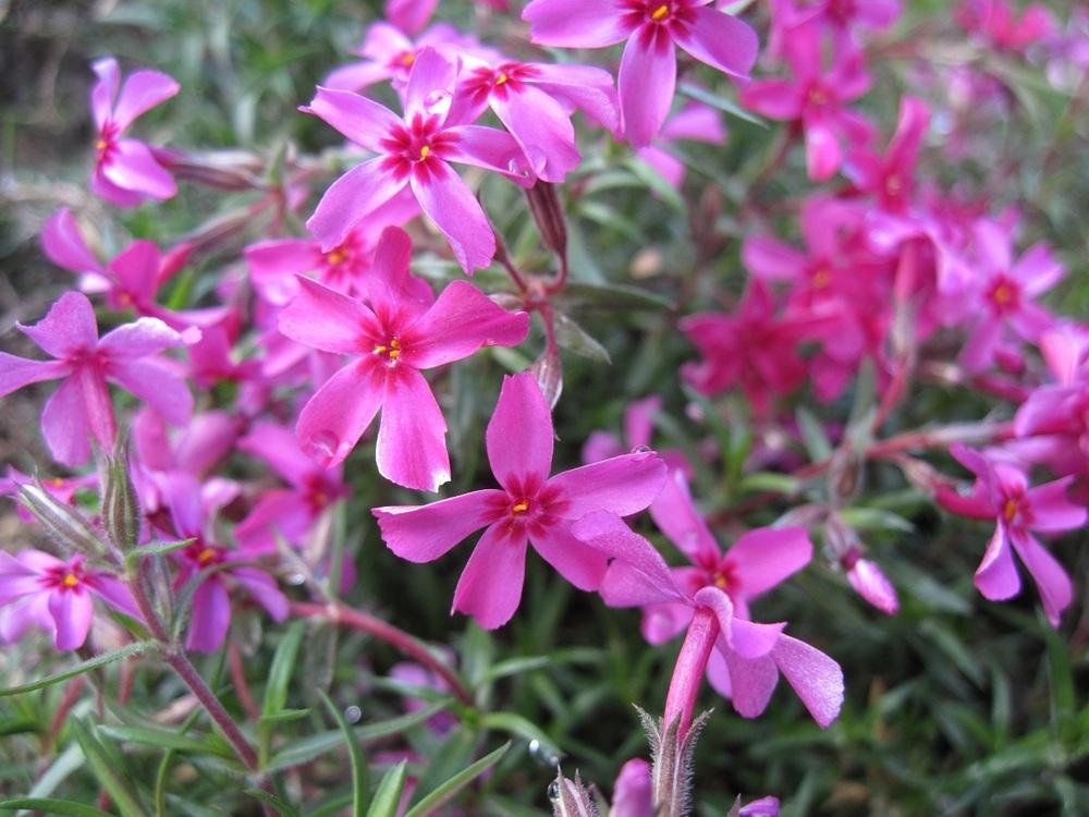 Photo of Phloxes (Phlox) uploaded by robertduval14