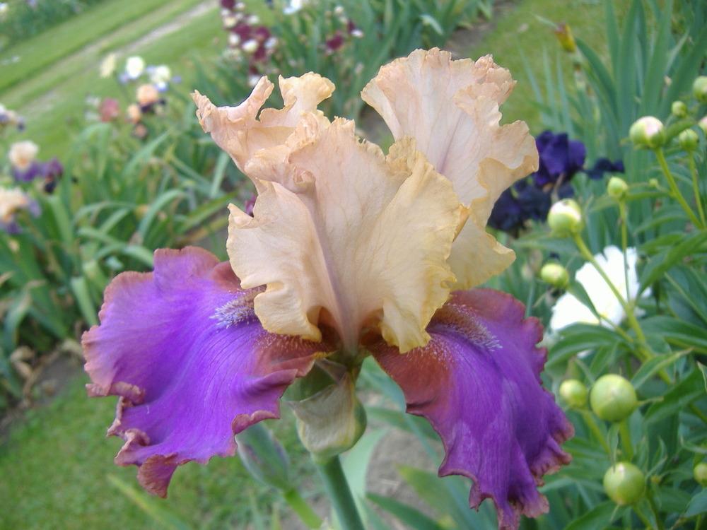 Photo of Tall Bearded Iris (Iris 'Au Sommet') uploaded by tveguy3
