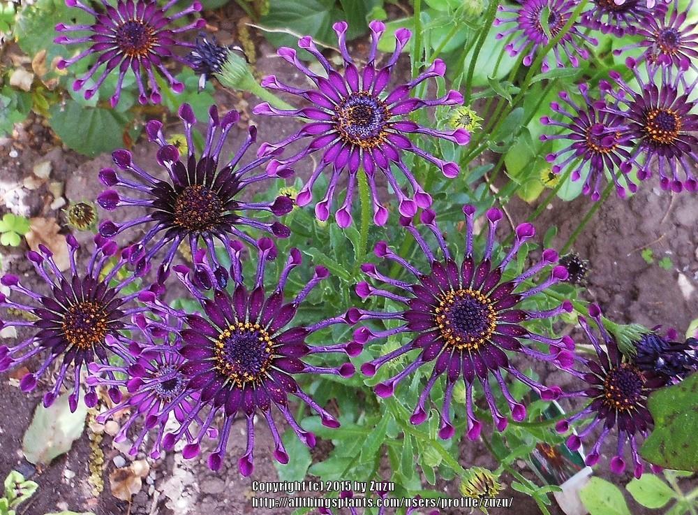 Photo of African Daisy (Osteospermum ecklonis Deluxe FlowerPower® Spider Purple) uploaded by zuzu