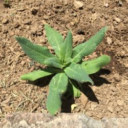 Location: Hamilton Square Perennial Garden, Historic City Cemetery, Sacramento CA.
Date: 2015-06-04
From seed about four months old. The leaves are very prickly. Zon