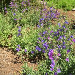 Location: Hamilton Square Perennial Garden, Historic City Cemetery, Sacramento CA.
Date: 2015-06-04
We let unfamiliar seedlings grow and bloom to ID them and sometim