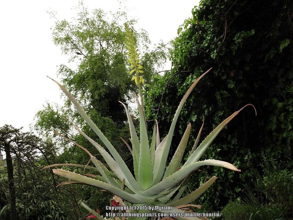 Photo of Aloe Vera (Aloe vera) uploaded by bonitin