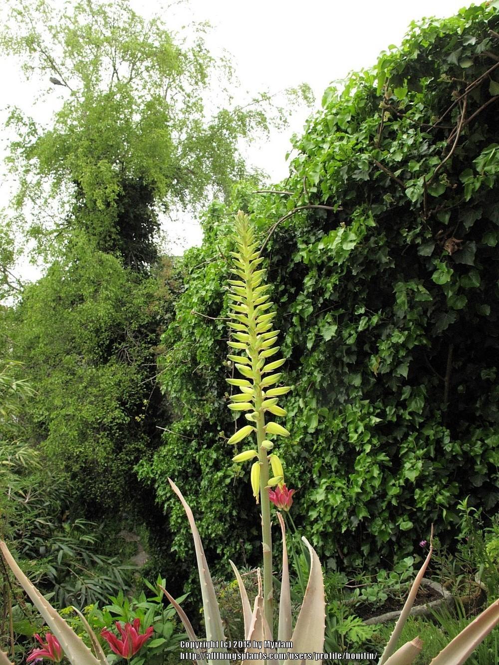 Photo of Aloe Vera (Aloe vera) uploaded by bonitin
