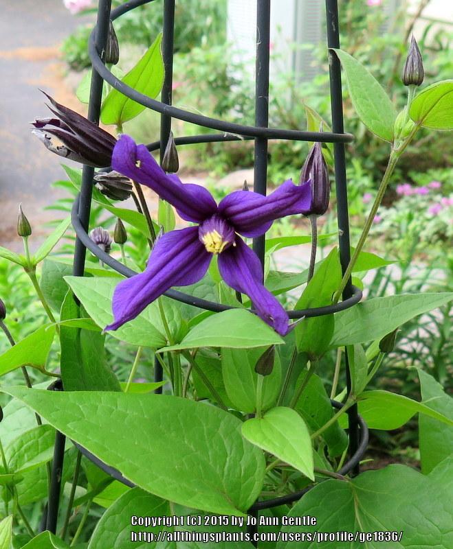 Photo of Clematis Petit Faucon™ uploaded by ge1836