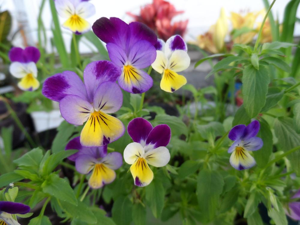 Photo of Johnny Jump-Up (Viola tricolor) uploaded by hazeleyes