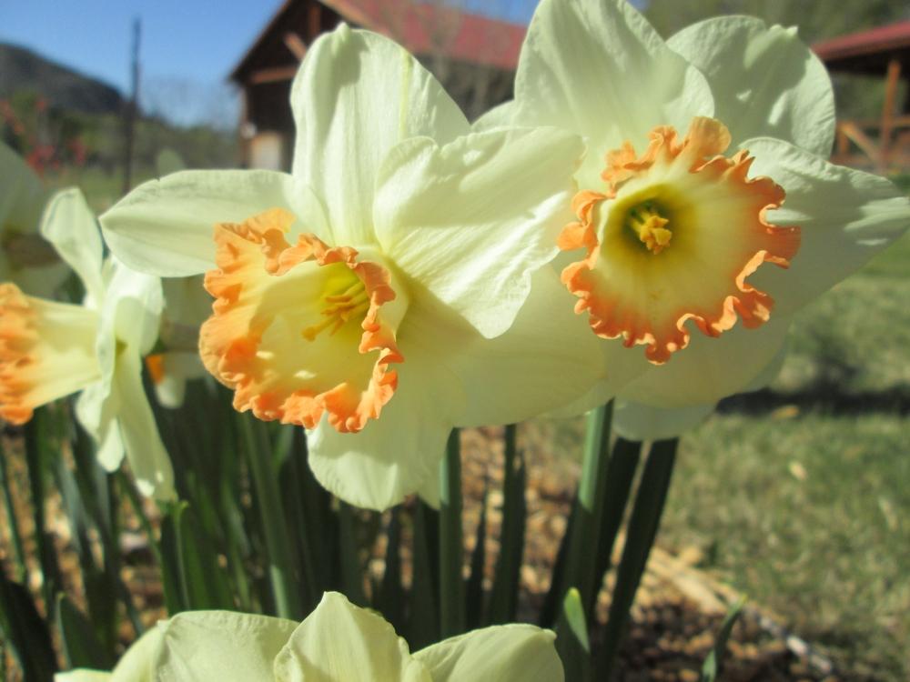 Photo of Daffodil (Narcissus 'Pink Mixed') uploaded by lauribob