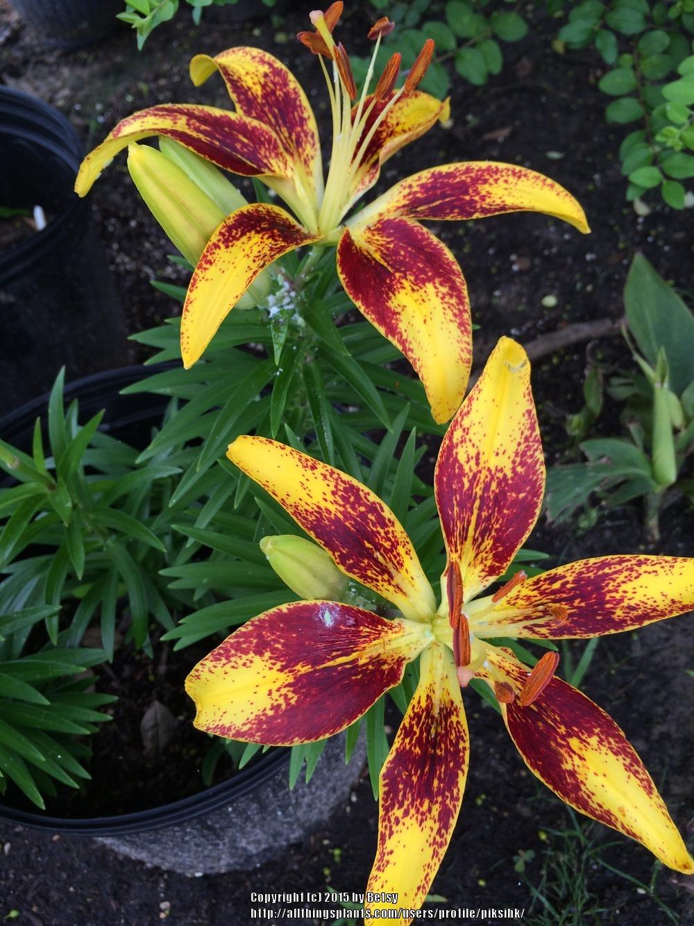 Photo of Lily (Lilium 'Tiny Sensation') uploaded by piksihk
