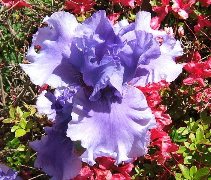 Photo of Tall Bearded Iris (Iris 'Honky Tonk Blues') uploaded by pirl
