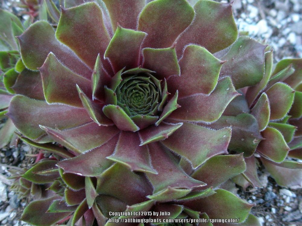 Photo of Hen and Chicks (Sempervivum 'Heliotroop') uploaded by springcolor