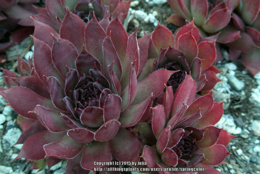 Photo of Hen and Chicks (Sempervivum 'Galahad') uploaded by springcolor