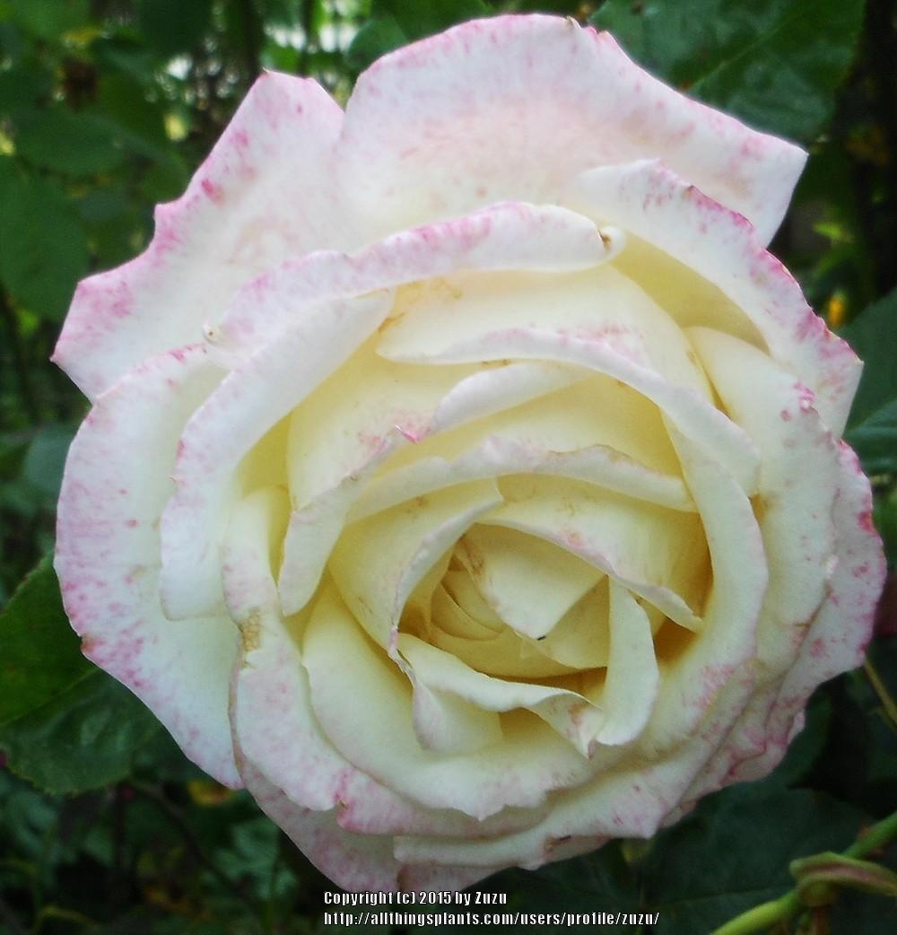 Photo of Rose (Rosa 'Iobelle') uploaded by zuzu