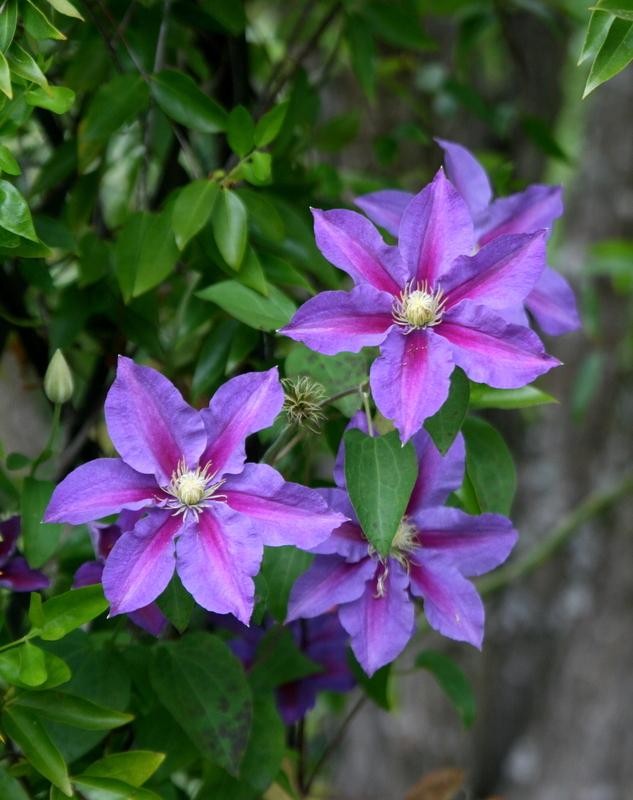 Photo of Clematis 'Ristimagi' uploaded by Calif_Sue