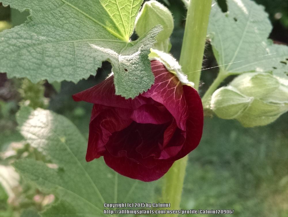 Photo of Hollyhock (Alcea rosea) uploaded by Catmint20906