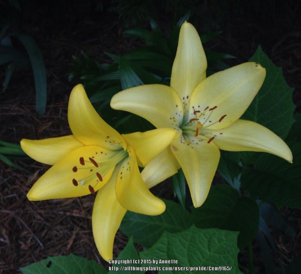 Photo of Lilies (Lilium) uploaded by Cem9165
