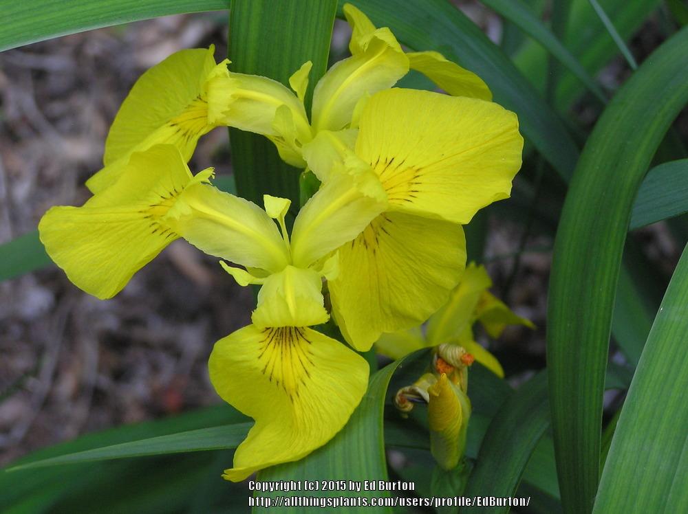 Photo of Yellow Flag (Iris pseudacorus) uploaded by EdBurton