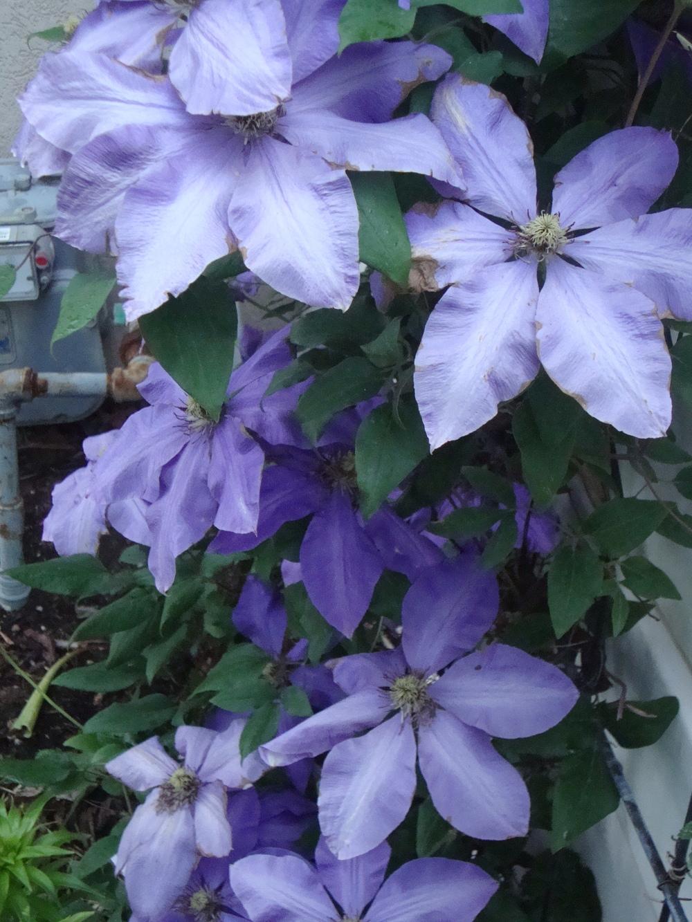 Photo of Clematis 'Ramona' uploaded by Paul2032