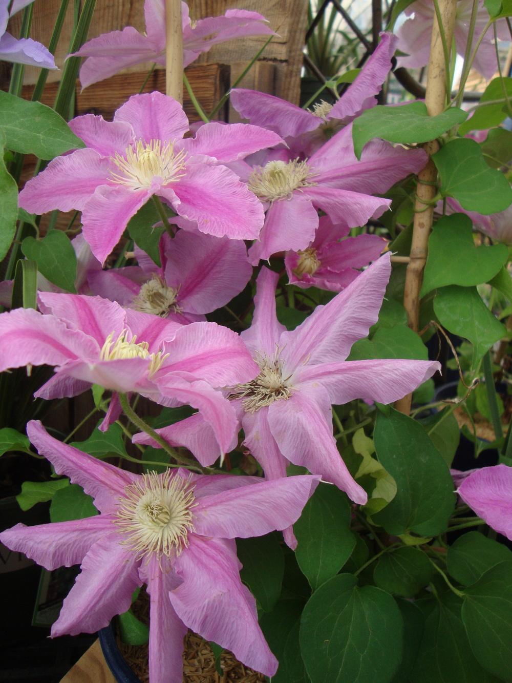 Photo of Clematis Abilene™ uploaded by Paul2032