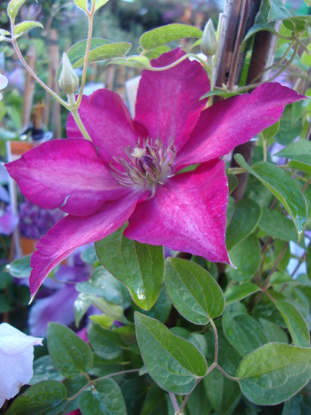 Photo of Clematis Tekla™ uploaded by Paul2032