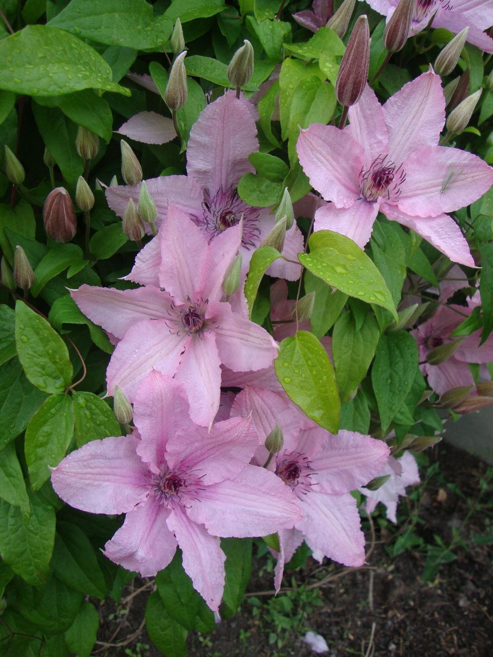 Photo of Clematis Pink Chiffon™ uploaded by Paul2032