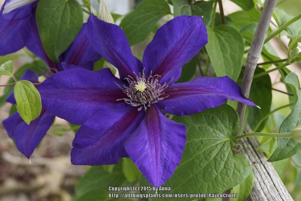 Photo of Clematis 'Mrs. N. Thompson' uploaded by RavenCroft