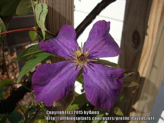 Photo of Clematis (Clematis viticella 'Polish Spirit') uploaded by RavenCroft