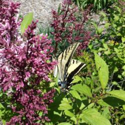 Location: Denver Metro CO
Date: 2015-06-01
Tiger swallowtail butterfly didn't seem too bothered by me taking