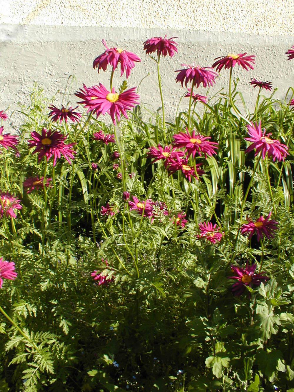 Photo of Painted Daisy (Tanacetum coccineum 'Robinson's Mix') uploaded by admin