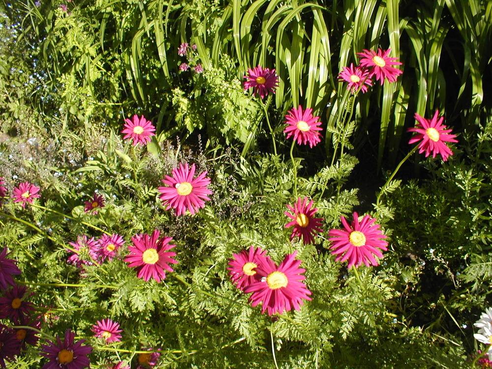 Photo of Painted Daisy (Tanacetum coccineum 'Robinson's Mix') uploaded by admin