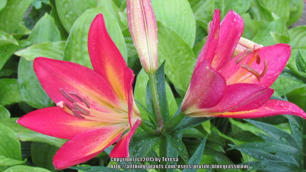 Photo of Lilies (Lilium) uploaded by bluegrassmom
