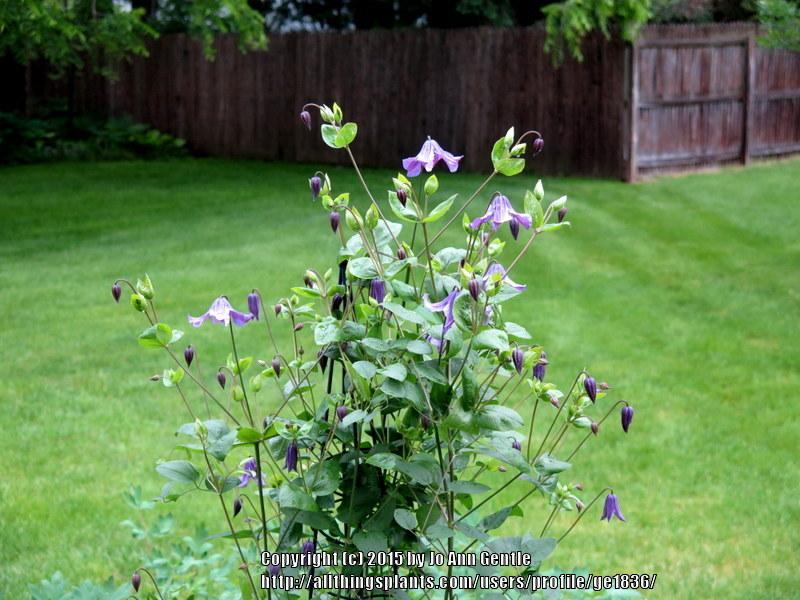 Photo of Clematis (Clematis integrifolia) uploaded by ge1836