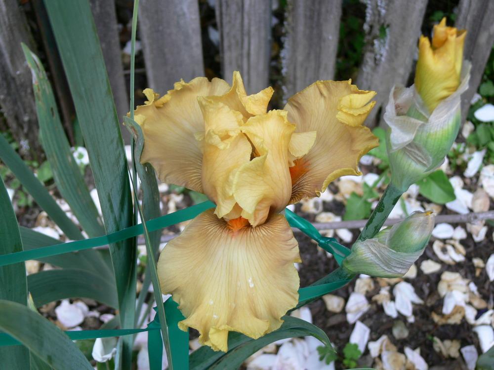 Photo of Tall Bearded Iris (Iris 'In Beauty') uploaded by janwax