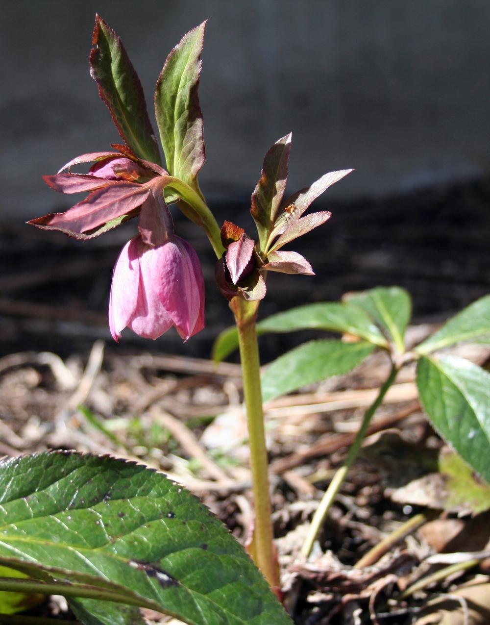 Photo of Lenten Rose (Helleborus x hybridus) uploaded by lauribob