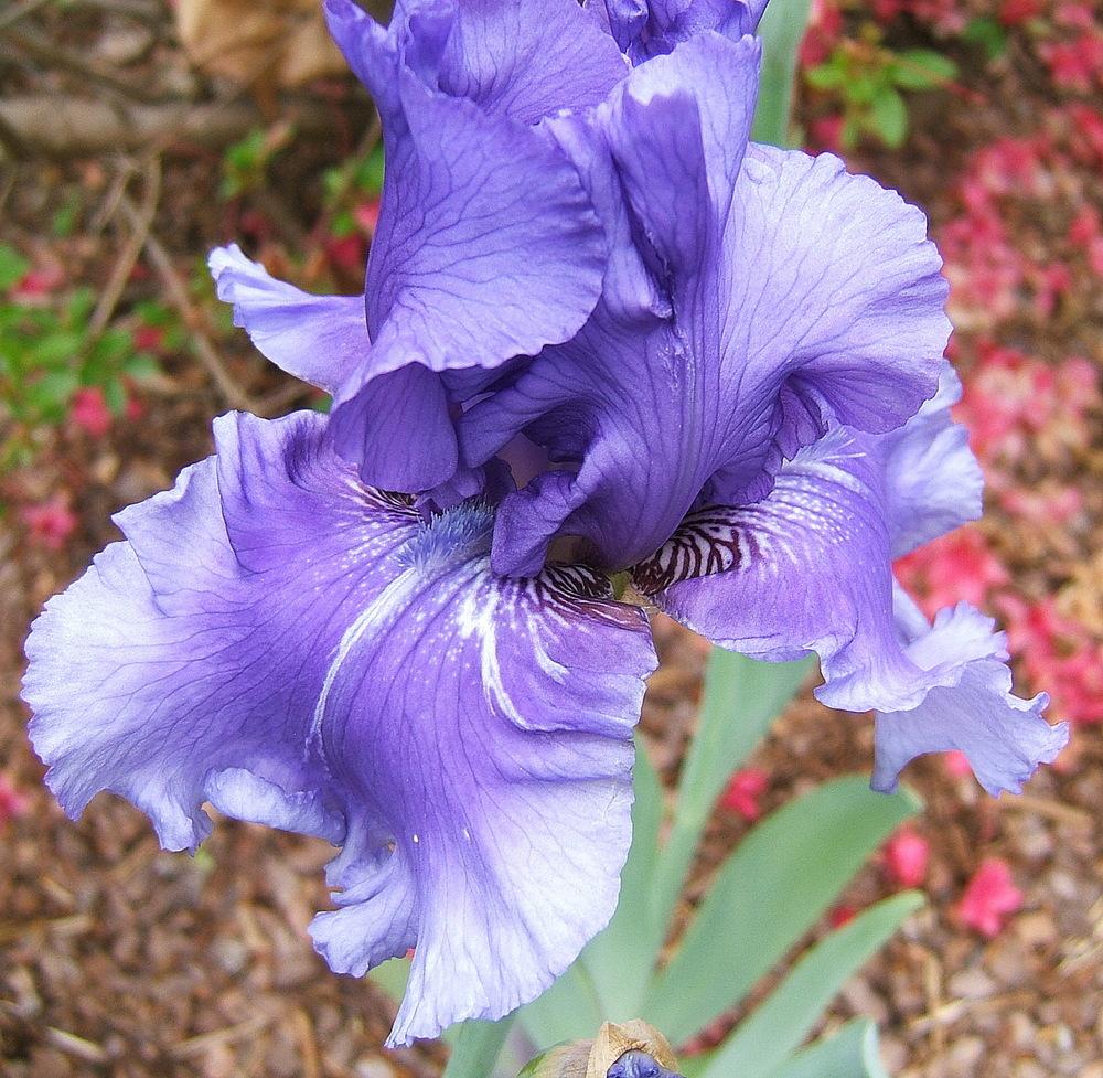 Photo of Tall Bearded Iris (Iris 'Honky Tonk Blues') uploaded by pirl