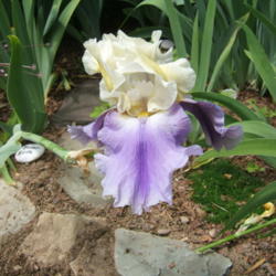 Location: Belmont Iris garden - full sun
Date: 2015-06-04
Clearly an iris that requires staking!