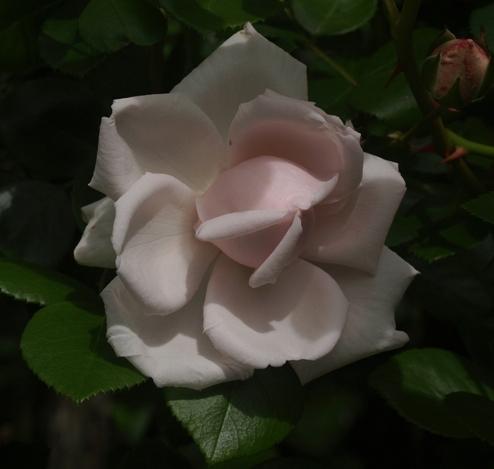 Photo of Rose (Rosa 'New Dawn') uploaded by plantrob