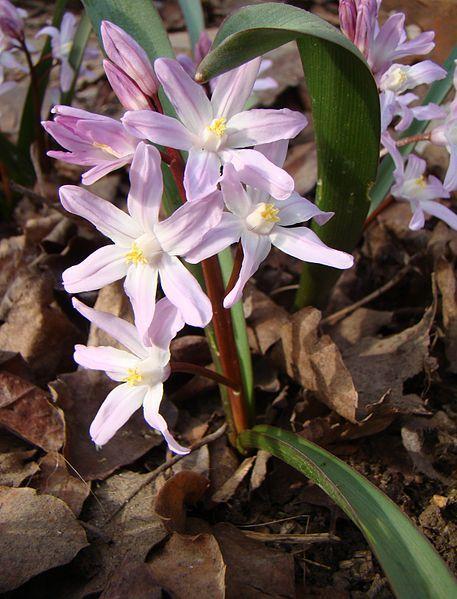 Photo of Glory of the snow (Scilla forbesii 'Pink Giant') uploaded by robertduval14