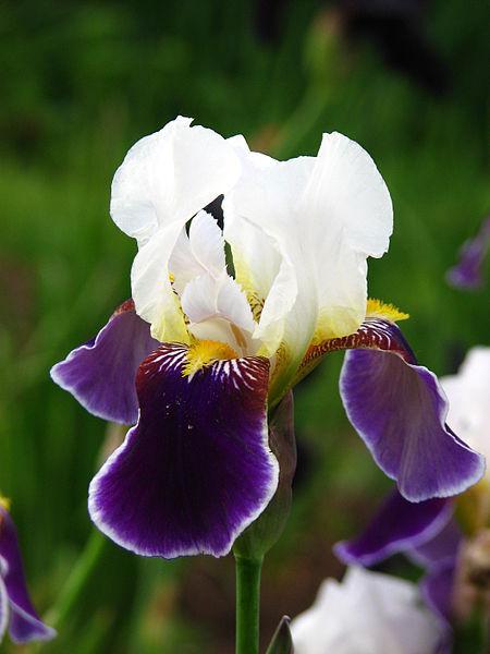 Photo of Tall Bearded Iris (Iris 'Wabash') uploaded by robertduval14