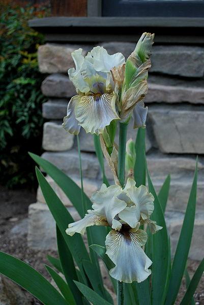 Photo of Tall Bearded Iris (Iris 'Green and Gifted') uploaded by robertduval14